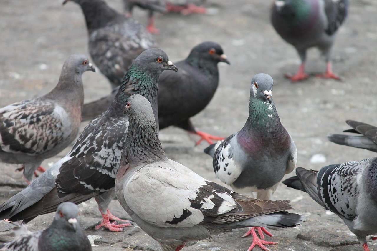 Cuáles son las aves urbanas que transmiten más enfermedades